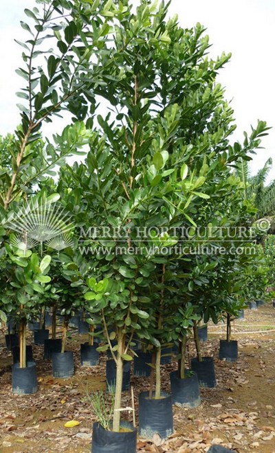 Callophyllum innophyllum